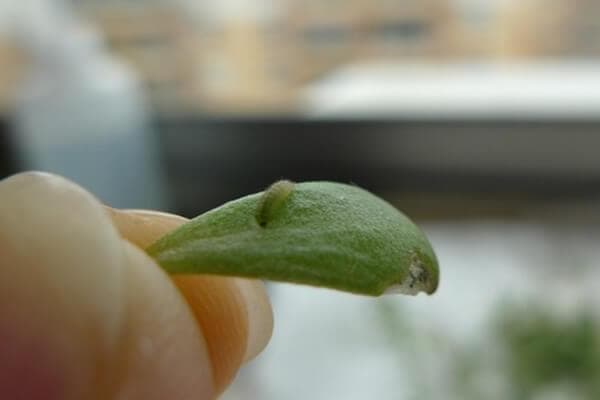 垂盆草虫害防治全攻略：三种常见虫害及实用防治方法