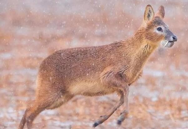 野生獐子是几级保护动物，国家二级(捕杀一只普通的判5年)