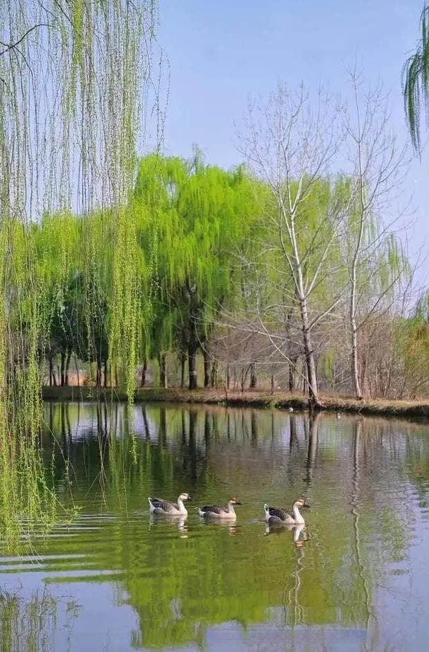 柳树什么精神？柳树顽强生命力的象征：韧性、适应与希望!