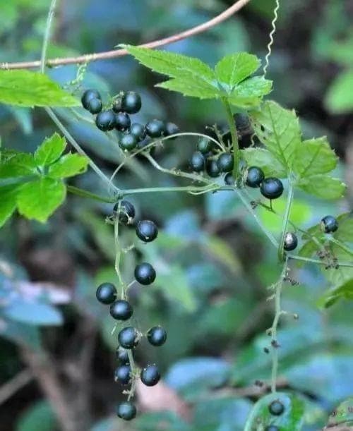 绞股蓝：常见草本植物的药用价值与应用