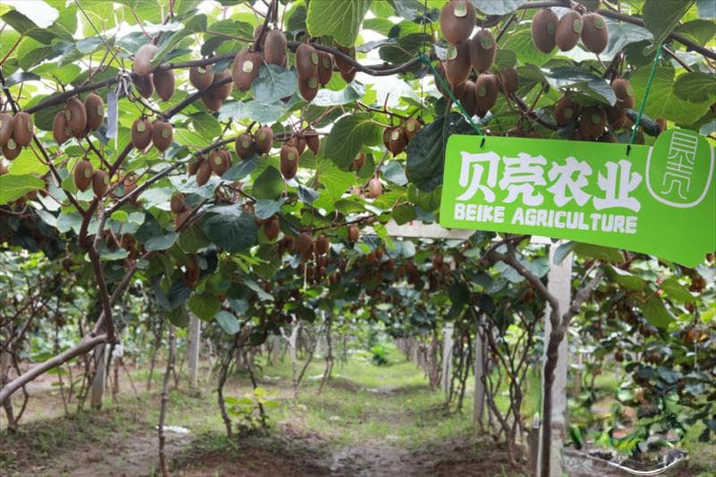 宝鸡刘学：专注高品质水果市场 让眉县猕猴桃走向世界