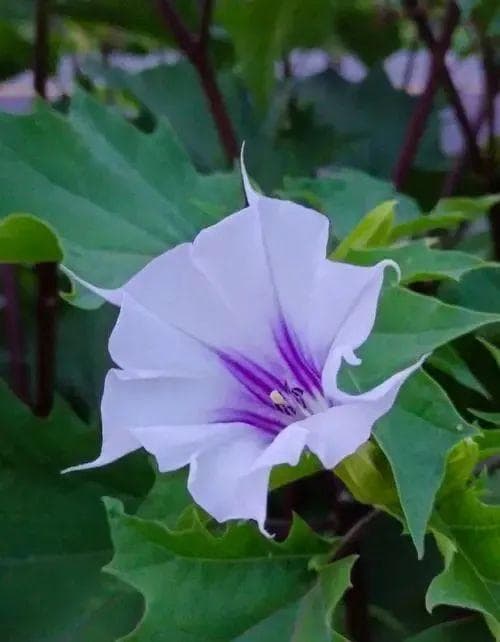 曼陀罗：农村常见的有毒植物