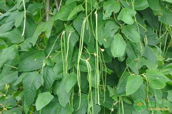 豇豆种植技术与管理方法