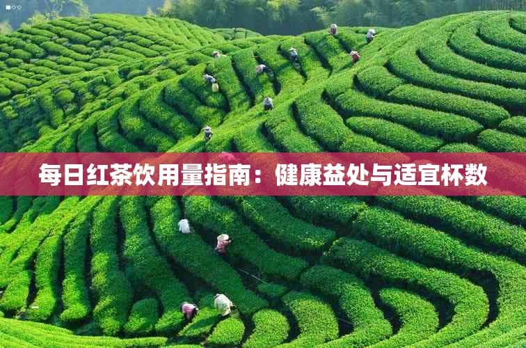 喝红茶一天喝多少好