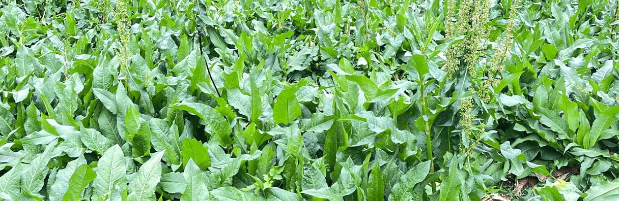 食叶草的功效、作用和食用方法