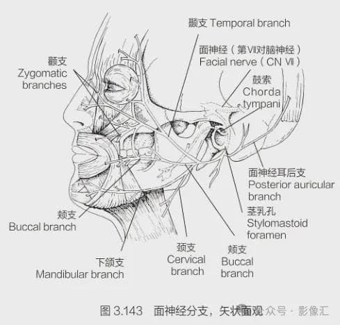12对脑神经解剖汇总