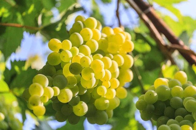 雷司令：德国葡萄酒的灵魂