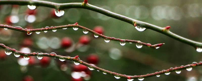 雨水节气适合种植哪些农作物？农事活动与民俗全解析