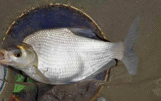 钓鳊鱼技巧全攻略：从水深选择到提竿时机，让你轻松掌握钓鱼要领
