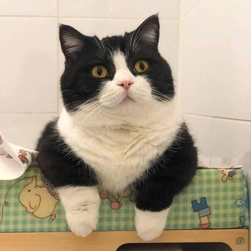 养猫第一步，公猫VS母猫哪个更适合你？