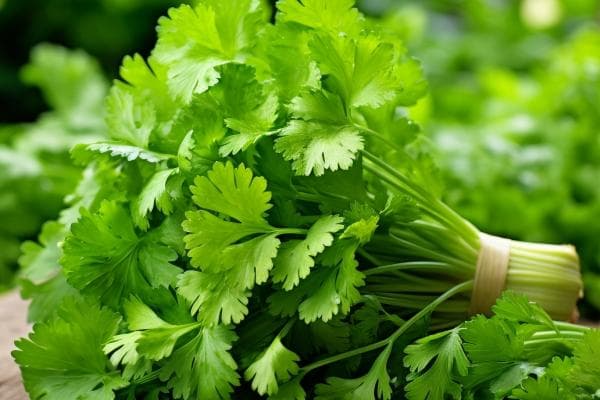 香菜根的5大功效与3种安全食用法