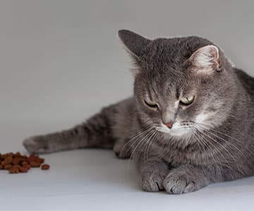 猫咪拒绝进食怎么办？原因分析与应对方案