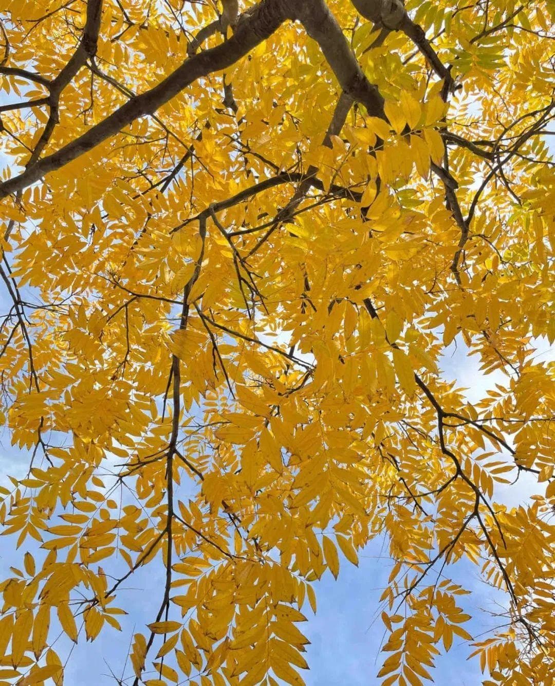 无患子：一颗集观赏、实用、药用于一身的神奇植物