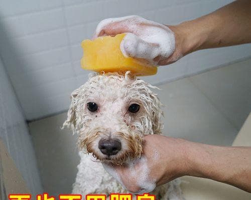 如何正确给泰迪犬洗澡（宠物护理的小技巧｜泰迪犬洗澡注意事项）