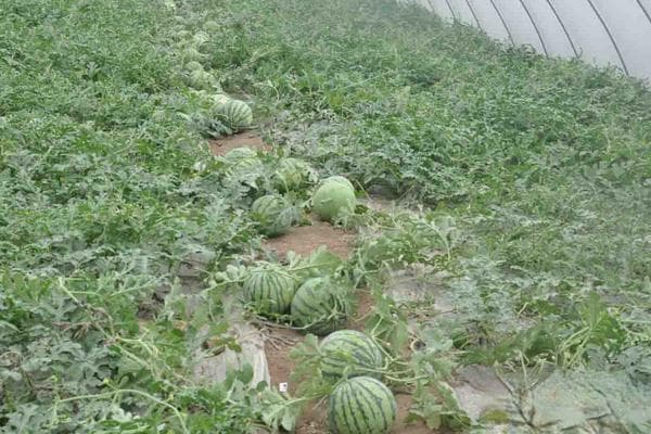 什么时候种西瓜？不同栽培方式的种植时间和技巧详解