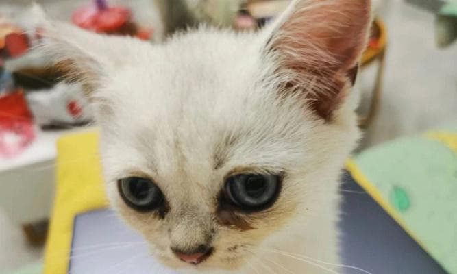 猫咪每日饮水量及注意事项全攻略