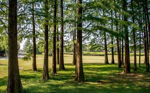 合肥市植物园：一座集观赏、科普、休闲于一体的综合性植物园