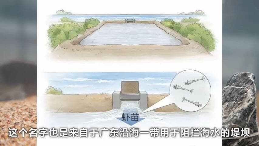 虾的一生只是为了被吃吗？常见虾类图鉴