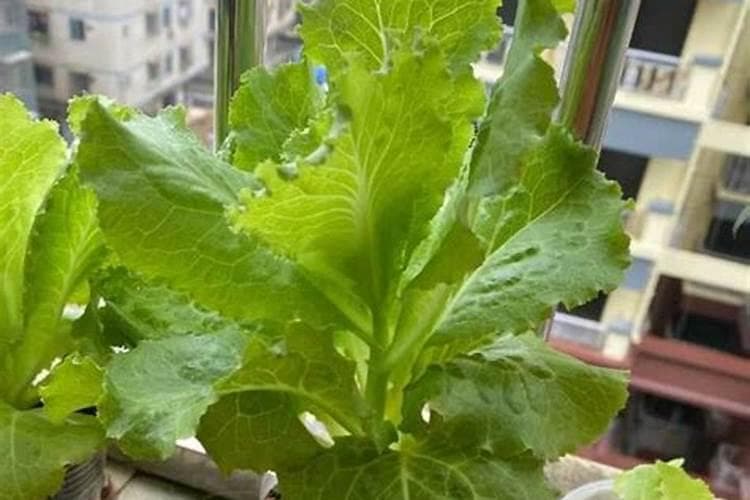 蔬菜植株徒长的主要原因有哪些？大棚蔬菜徒长怎么办？