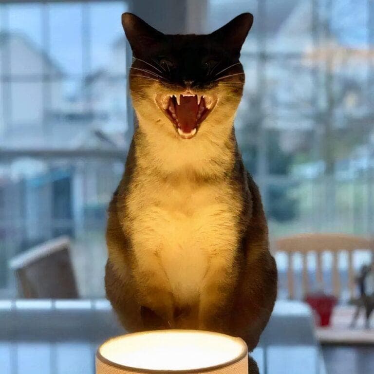 猫咪死了为什么不能埋（猫咪去世后的处理办法）