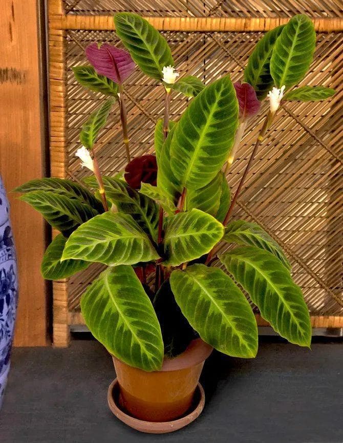 紫背竹芋的养殖方法和注意事项（如何促进植被天鹅绒开花）