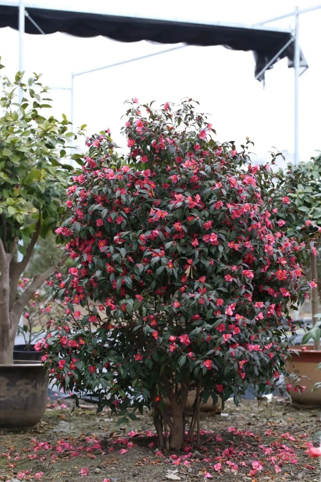 来公园穿梭“花迷宫”，认识束花茶花