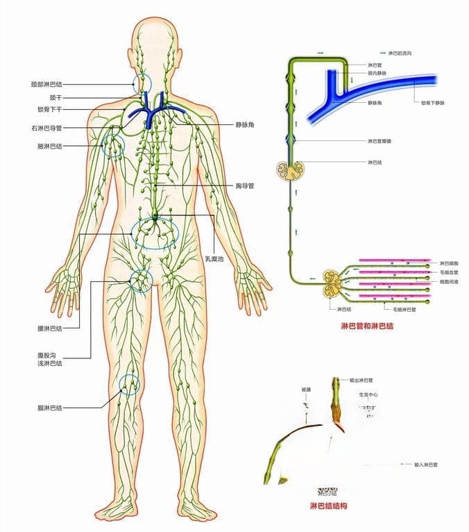 淋巴结肿大，长在这些部位要当心