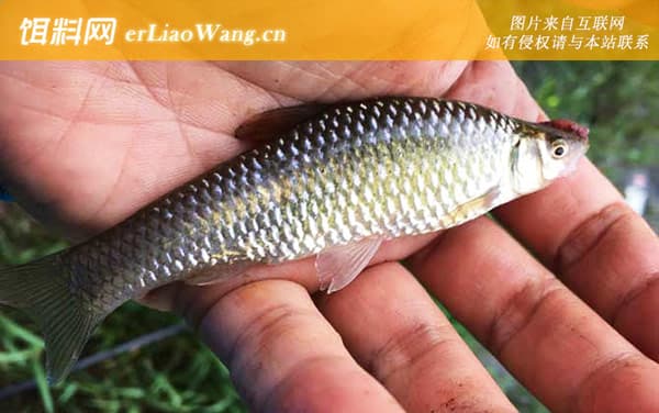麦穗鱼怎么养在鱼缸里？6步告诉你答案