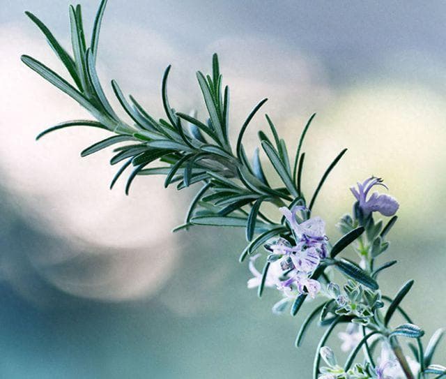 迷迭香种植与养护全攻略：打造芬芳满园的秘诀