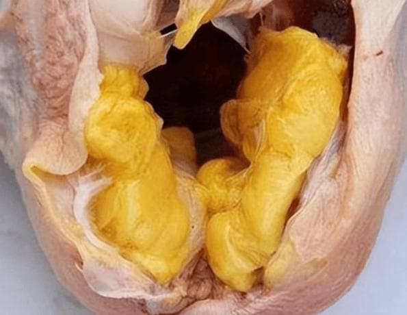 散养鸡才有！鸡肚“黄油”营养价值高，这样做最美味