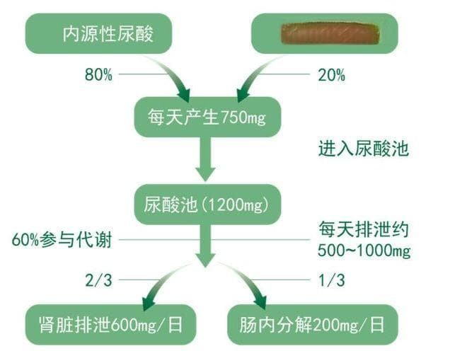 内源代谢与外源代谢：痛风的治疗与调理！