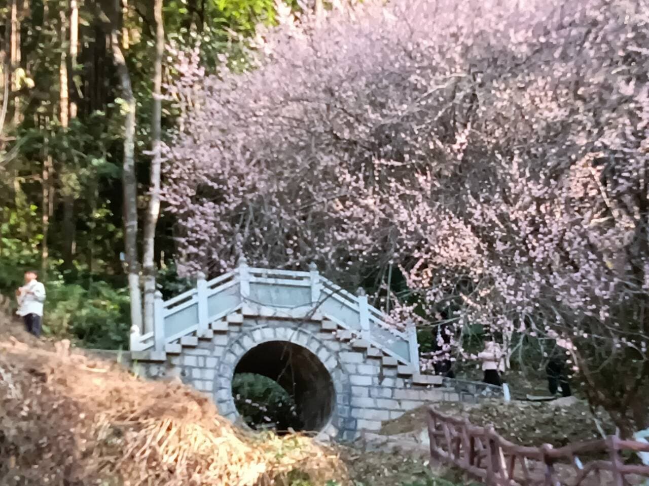 春日里到高涧观音宫赏红梅，宁静与惬意油然而生