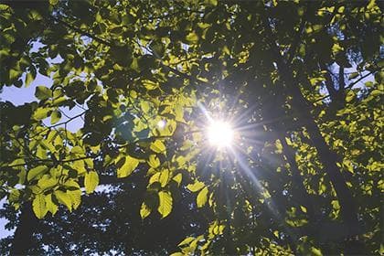6种木命哪种最厉害：五行命理深度解析