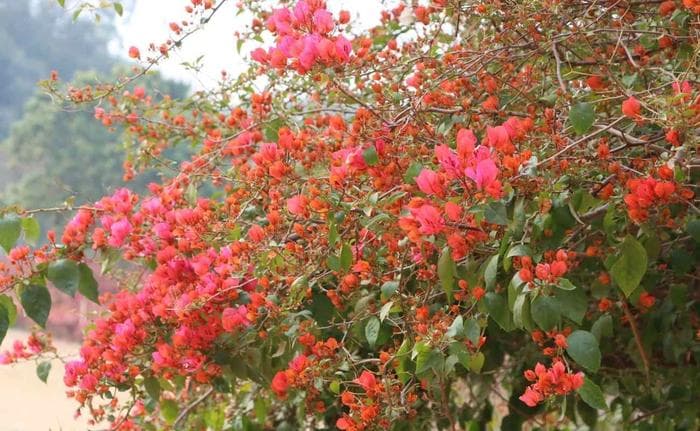 云浮郁南大王山国家森林公园樱花盛开