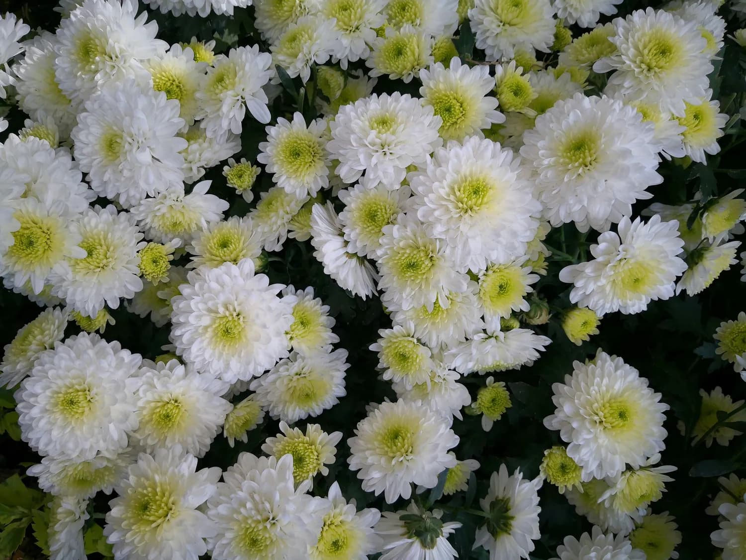 贡菊茶：从皇家贡品到秋冬解热神器