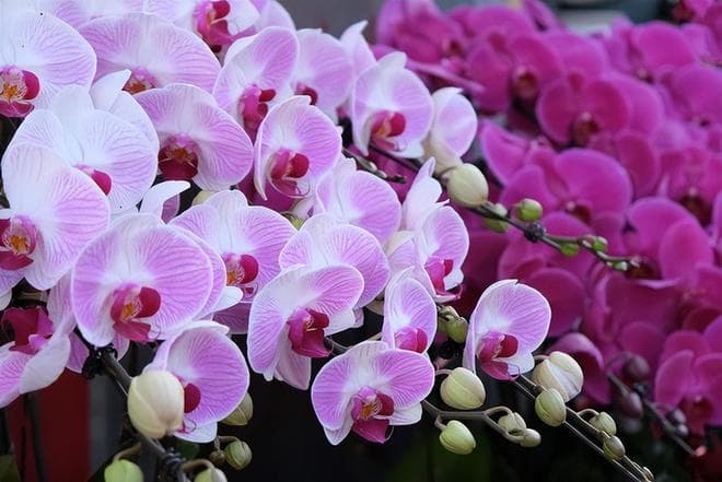 蝴蝶兰二次开花养护指南：环境、浇水、施肥全解析