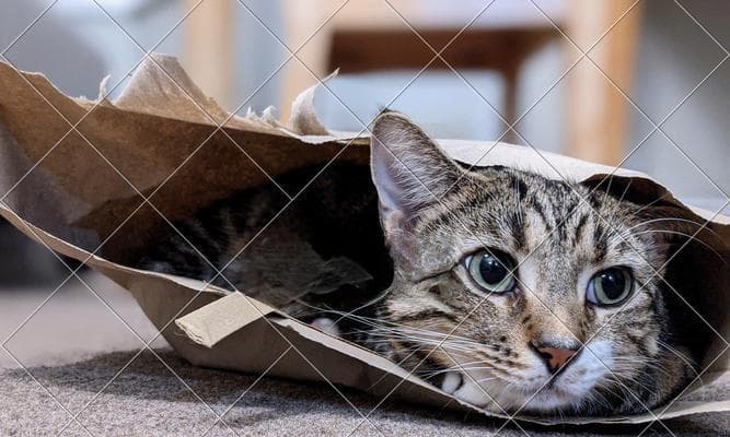 猫咪更适合吃家禽还是家畜？哪种肉类更健康？