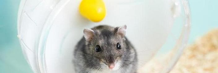 轻松养好仓鼠的7个关键要点