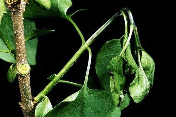 梨树火疫病：症状识别与防治措施