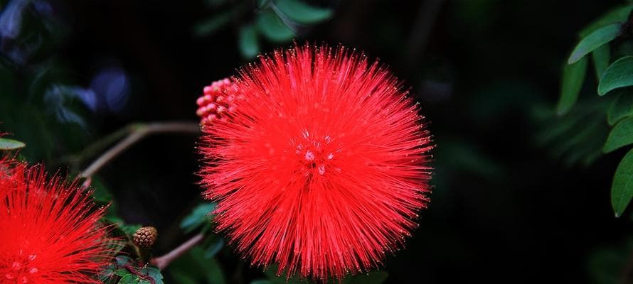 红色木科花卉有哪些品种？它们的生长习性如何？