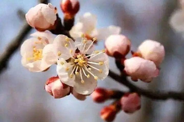 八首杏花诗，繁花丽色，桃李杏春风一家