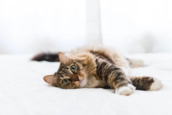 FDA有条件批准首个治疗猫隐匿性肥厚型心肌病的药物