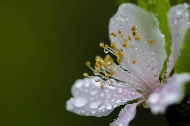 春雨才是顶级国风IP！春雨入诗词：一场跨越千年的生命礼
