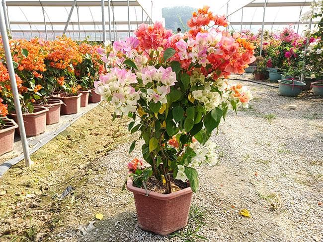 三角梅什么时候开花？如何延长三角梅的开花时间？