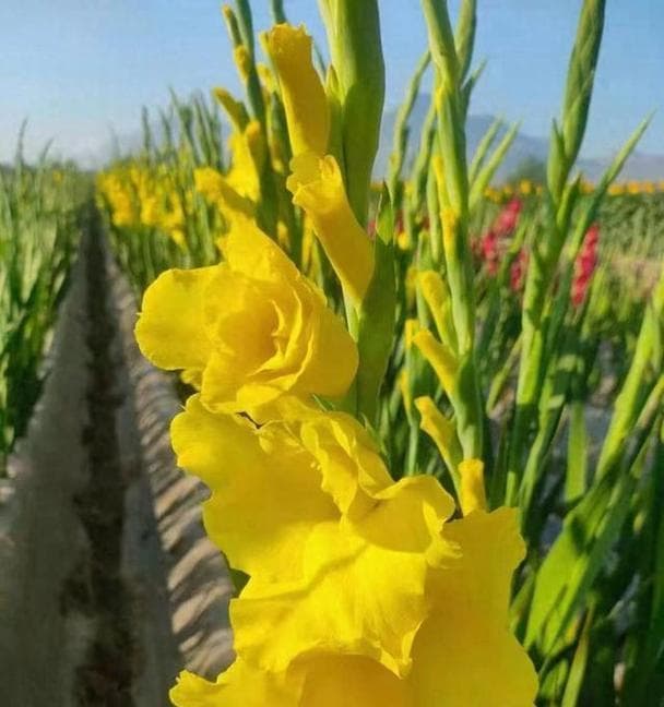 剑兰的种植与栽培（时机、方法、技巧全面解析，让你轻松打造美丽花园）