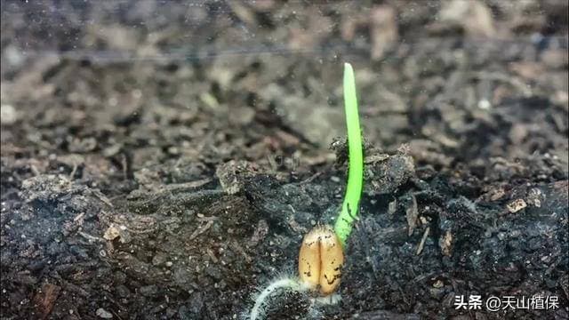 小麦种子发芽需要什么条件