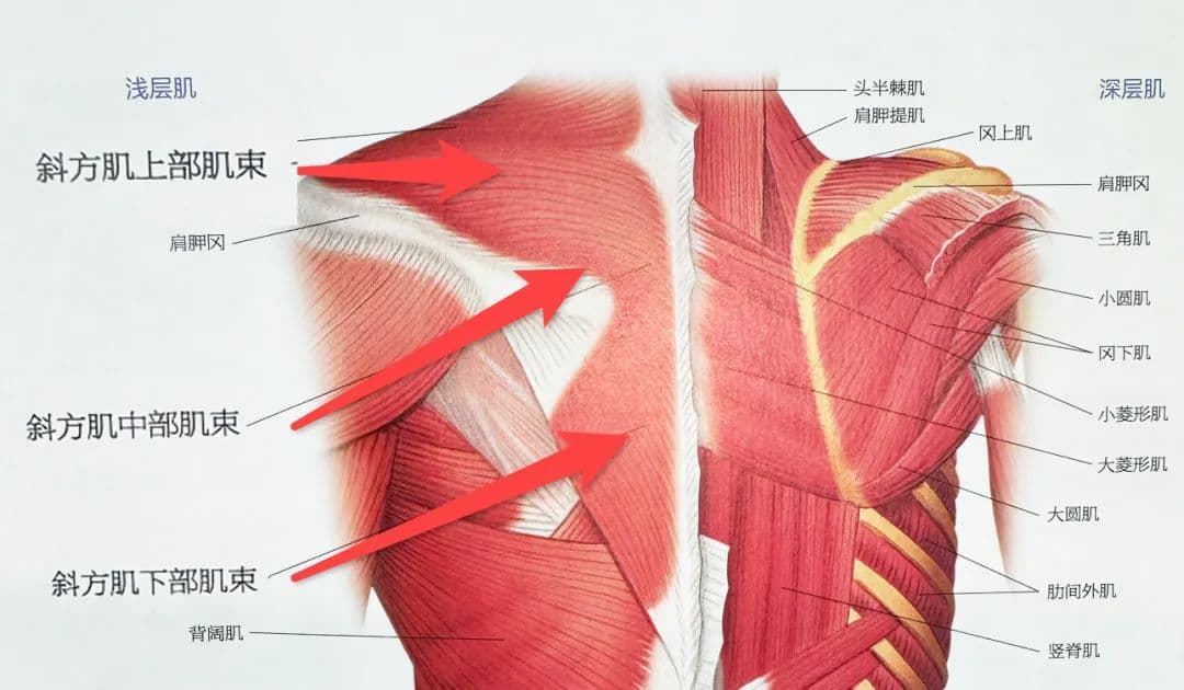 斜方肌这么有用，到底是谁还在消除它啊！