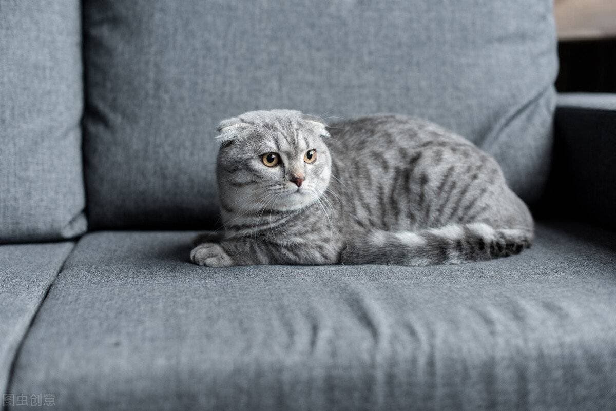 猫冠状病毒性肠炎：症状、诊断与防治指南