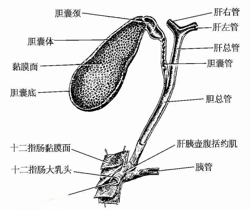 健康科普：胆囊的发育、解剖以及生理功能