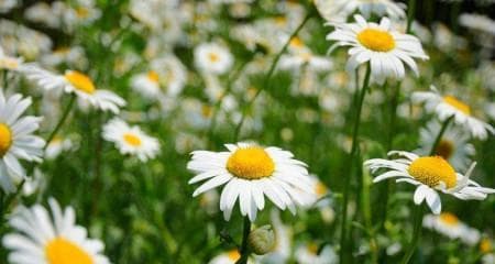 如何养护小雏菊？让小雏菊更旺盛的14个实用技巧
